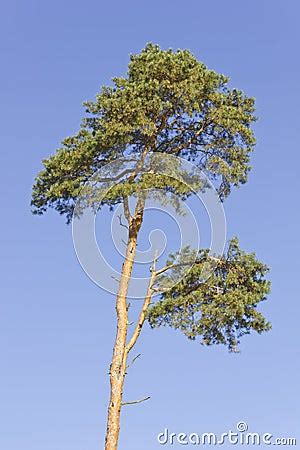 Dying Pine Tree Stock Photo - Image: 24500380