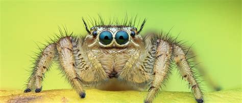 Jumping Spiders: 5 Incredible Facts! - A-Z Animals