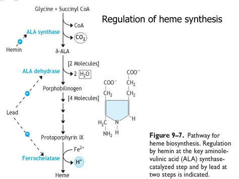 PPT - Metabolism of heme PowerPoint Presentation, free download - ID:3358493