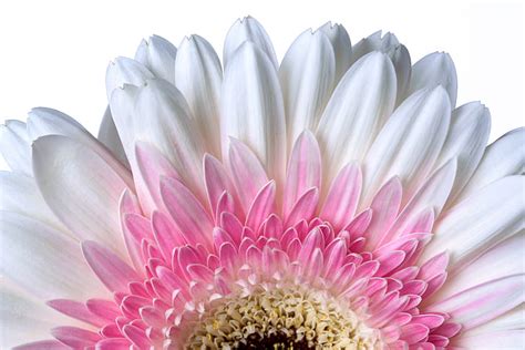 Royalty-Free photo: Close-up photo of white and pink Gerbera daisy in bloom | PickPik