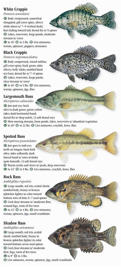 Freshwater Fishes of Louisiana – Quick Reference Publishing Retail