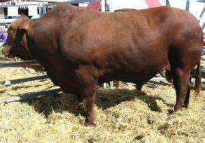 Santa Gertrudis Cattle Characteristics, Origin, Uses