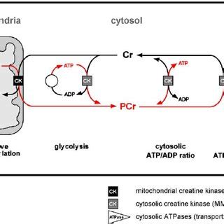 The creatine kinase/phosphocreatine system. Compartment-specific... | Download Scientific Diagram