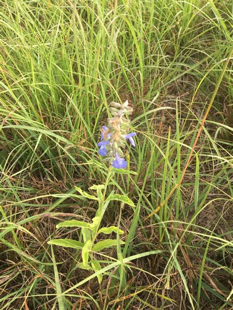 Some beautiful wild Sage : r/kansaswildflowers