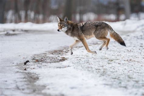 10 Cool Coywolf Facts - Fact Animal