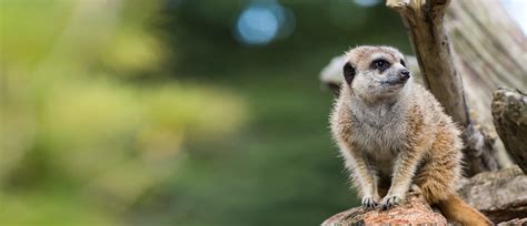 Meerkat | Carnivorous Desert Animals | Auckland Zoo