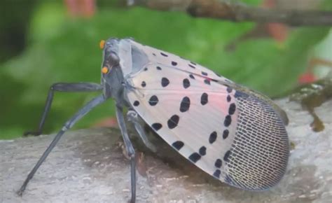 Destructive Insect Has Been Found In Buffalo, New York