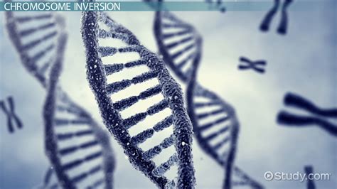 Inverse Mutation | Definition, Types & Examples - Lesson | Study.com