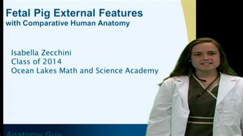 fetal pig external features Archives - Anatomy Guy