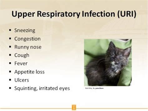 Pin by Wanda Twellman on Cat Health Tips (With images) | Upper ...