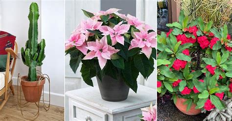 29 Most Popular Types of Euphorbia Varieties | Balcony Garden Web