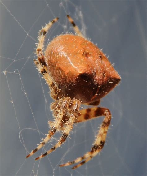 File:Cat Faced Spider.jpg - Wikipedia, the free encyclopedia
