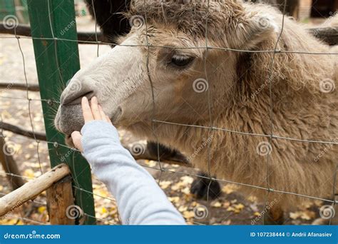 A Human is Feeding a Camel in a Zoo Stock Photo - Image of farm, eating: 107238444