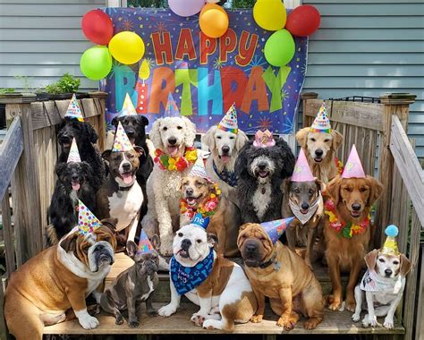 31 Creative Gifts For Your Dog's Birthday - BARK Post