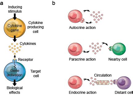 Cytokines and cytokine receptors ELISA Kits - Creative Diagnostics