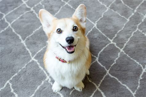 26 Adorable Corgi Pictures That Will Make You Want One