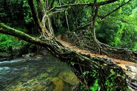 Living Root Bridges, Meghalaya: A Marvel Of Nature