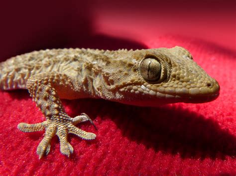 Geckos: unwelcome intruders at our Florida cottage - Farm and Dairy