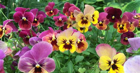 How to Start Pansies from Seed | Gardener’s Path