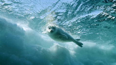 Seal pups plunge into the icy St. Lawrence for the very first time ...