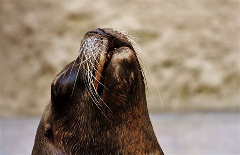 HD wallpaper: seal, animal, wild animal, robbe, mammal, water creature, nature | Wallpaper Flare