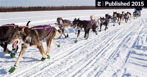 Enduring the Iditarod as Equals - The New York Times