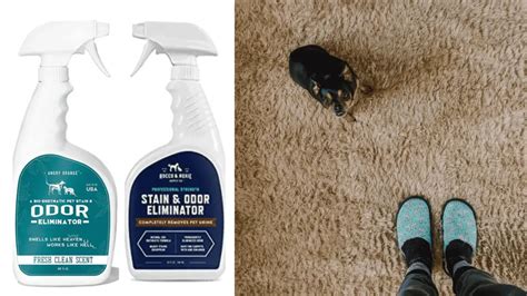 9 Best Pet Carpet Cleaner Spray: Reviews+Buying Guide - TheFlooringidea