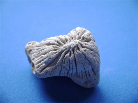 Star-Like Marine Seashell Fossil, What is it? - Fossil ID - The Fossil Forum