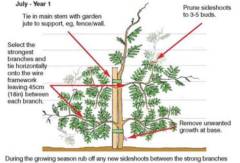 Pruning Marijuana Diagram - Wiring Diagram Pictures