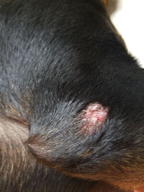 My dog has a wart like growth on his elbow on his front leg. It sometimes looks bloody. It is ...