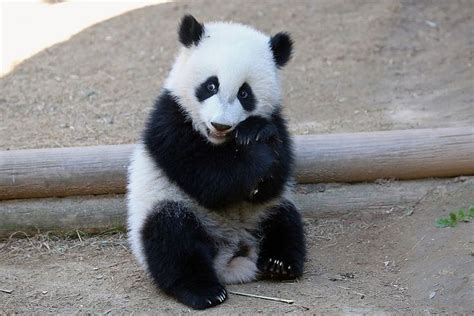 Sitting Cutie | Cute panda, Panda bear, Panda