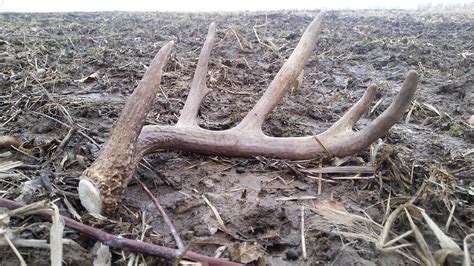 Shed Antler Hunting -- tips to help you find more shed antlers!