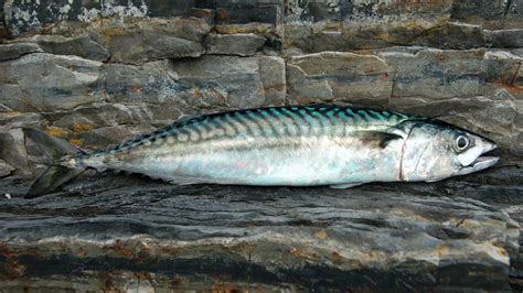 Mackerel Fish Guide: Habitat, Diet, Life Cycle, and Facts - FishOnTips