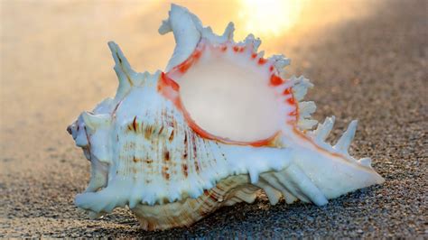 Free photo: Pretty Sea Shell - Brittle, Hard, Housing - Free Download ...