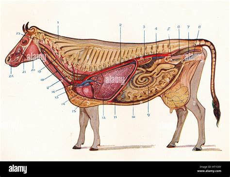 Median section of a cow, showing organs of circulation and respiration, etc, c1905 (c1910 ...