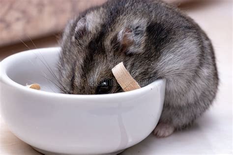 Campbell`s dwarf hamster stock image. Image of fluffy - 195618131