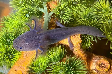 Firefly Axolotl: Species Profile, Care Guide & Pictures