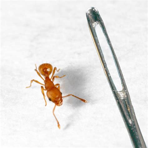 Identifying and reporting electric ants | Business Queensland