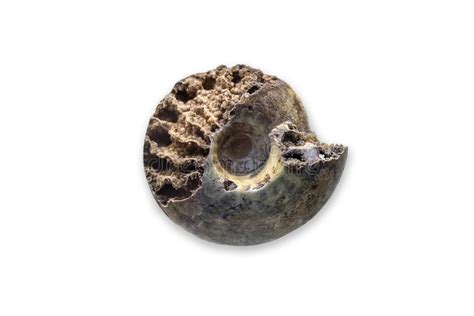 Ancient Fossil Cephalopod Mollusc Stock Photo - Image of ammonite, paleontology: 195179018