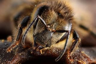 Honey bee portrait | Honey bee (Apis melifera) portrait. Vie… | Flickr