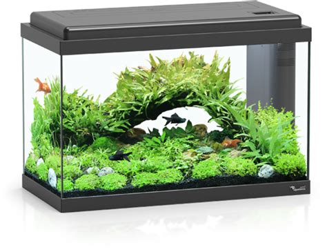 Download Planted Aquarium Setup | Wallpapers.com