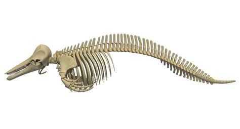 Dolphin Skeleton - 3D Model by 3D Horse