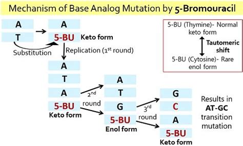 What are Chemical Mutagens? Definition and Types - Biology Reader