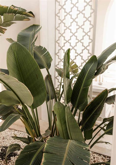 Indoor banana plant 🌱 🍌 Bring the tropics to your living room