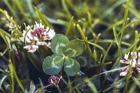 White Clover, a Sweet and Nutritious Edible Weed - Eat The Planet