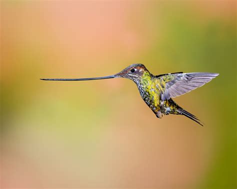 Fotos gratis : pájaro, ala, flor, pico, Colibrí, amarillo, fauna, vertebrado, pinzón ...