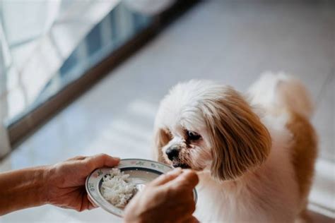 Shih Tzu Feeding Guide (Amount, Frequency, Schedule & More)