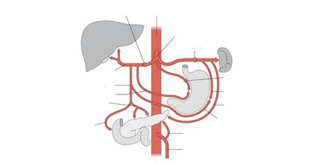 The Celiac Trunk Diagram | Quizlet