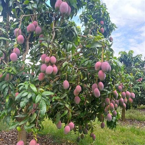 How to Grow Miyazaki Mango Plant in India • India Gardening