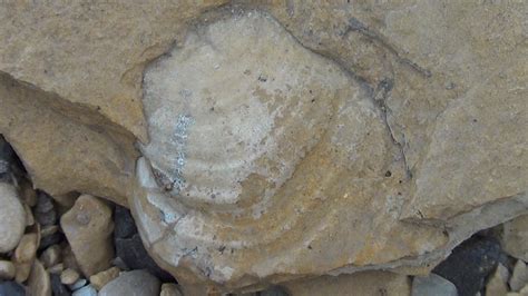 Chihuahuan Desert Expedition, Texas FOSSILS,GEOLOGY Video Stills : Free ...